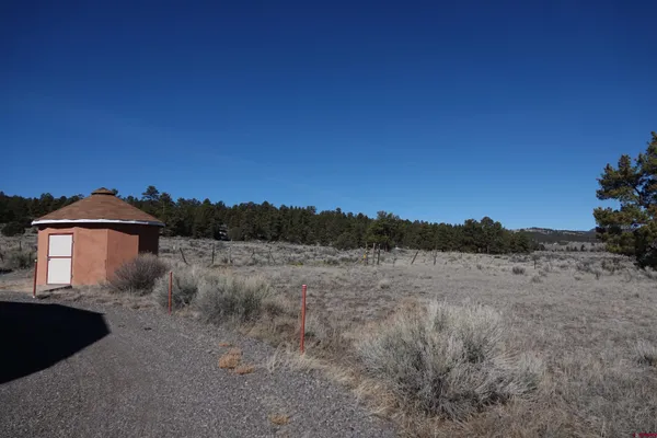a street view with large trees