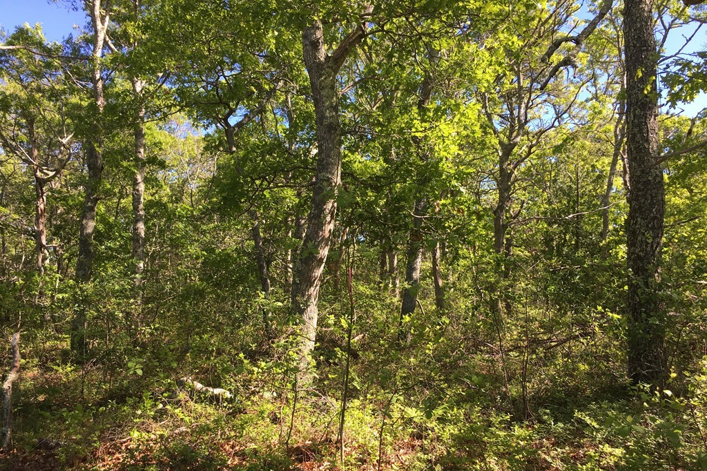165 Pleasant Bay Road Harwich, MA 02645 - Photo 2 of 6 Gallery Image 2