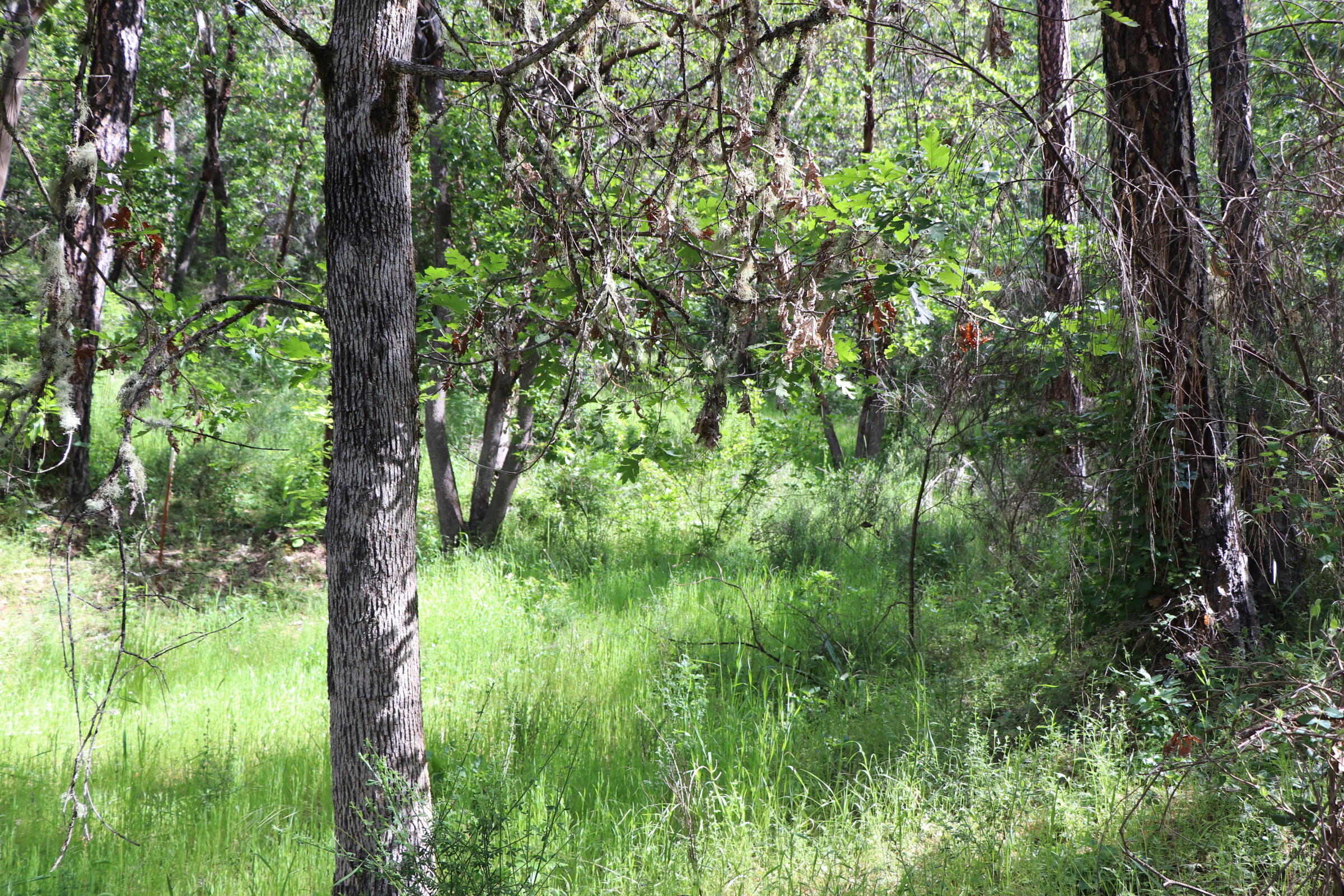 201 Monterico Road Grants Pass, OR 97526 - Photo 35 of 50 IMG_3010