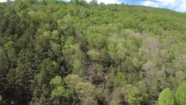 a view of a big yard with large trees
