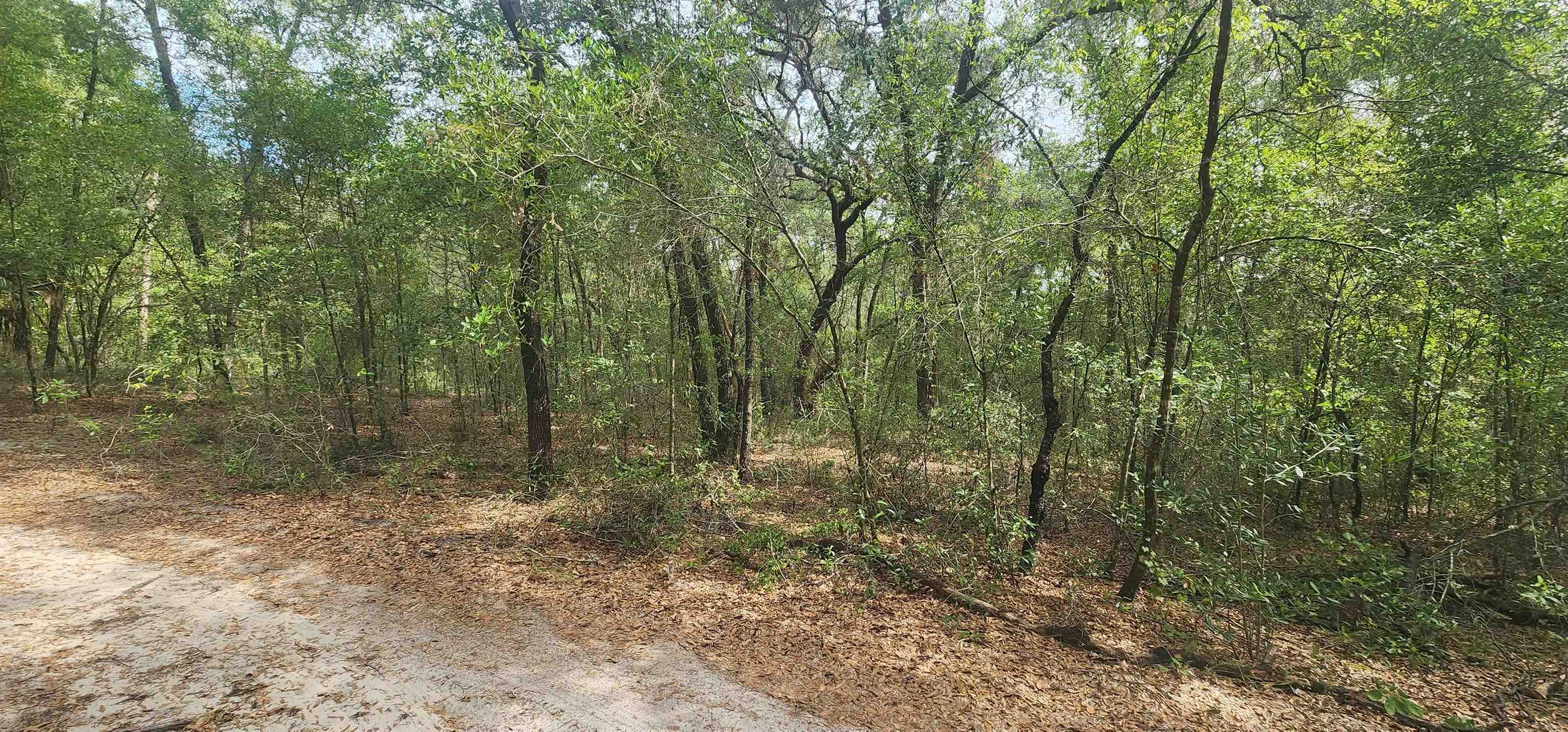 a view of a forest with trees in the background