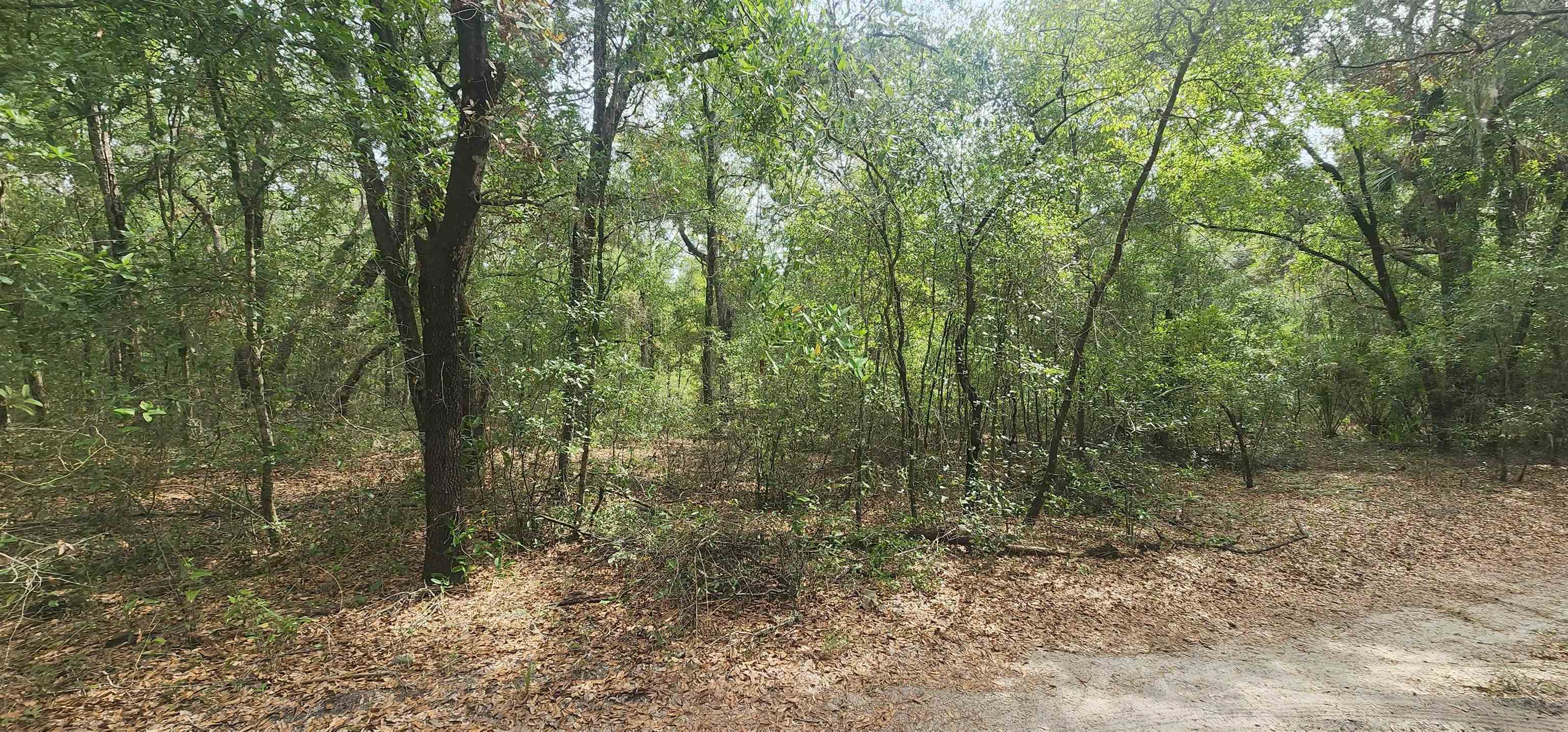 Helen Place Hawthorne, FL 32640 - Photo 2 of 3 a view of a forest with trees in the background
