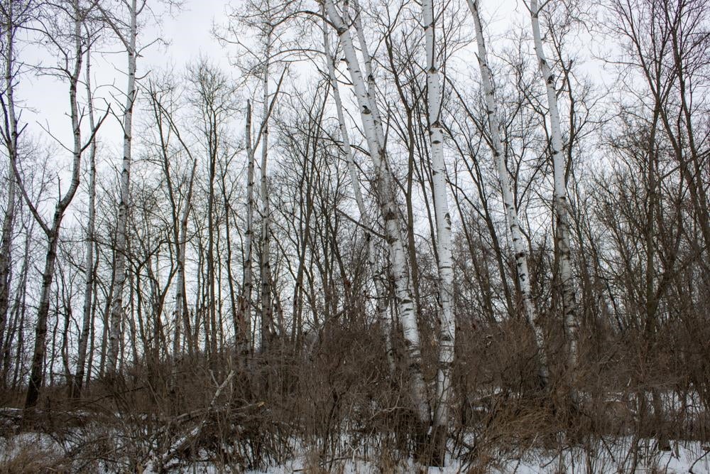0 Bear Road Wadena, IA 52169 - Photo 2 of 6 Gallery Image 2