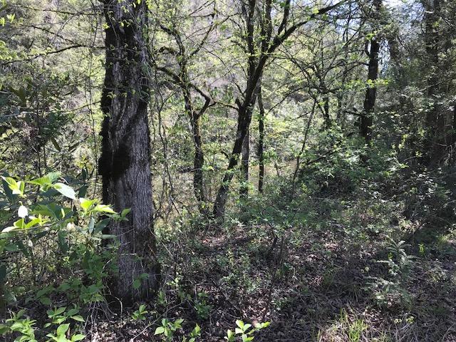 Acreage Spring Creek Road Reliance, TN 37369 - Photo 3 of 10 IMG_0950