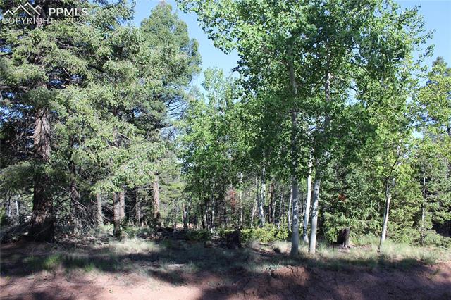 646 Pinewood Road Florissant, CO 80816 - Photo 5 of 9 View of local wilderness