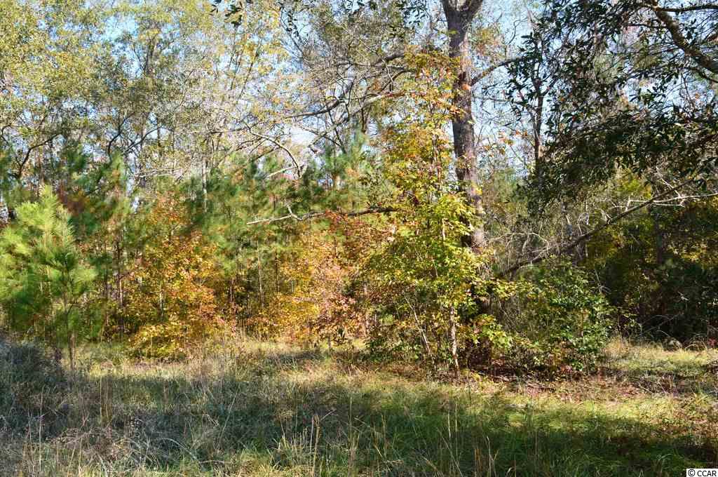 Lot 2 Loris Avenue Georgetown, SC 29440 - Photo 3 of 8 Gallery Image 3