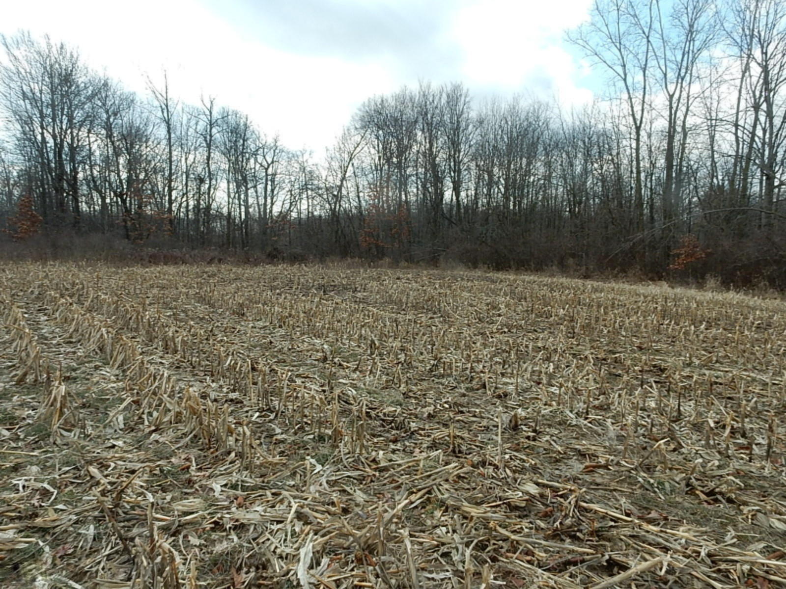 7640 Nickleplate Road Muir, MI 48860 - Photo 39 of 41 Wood line