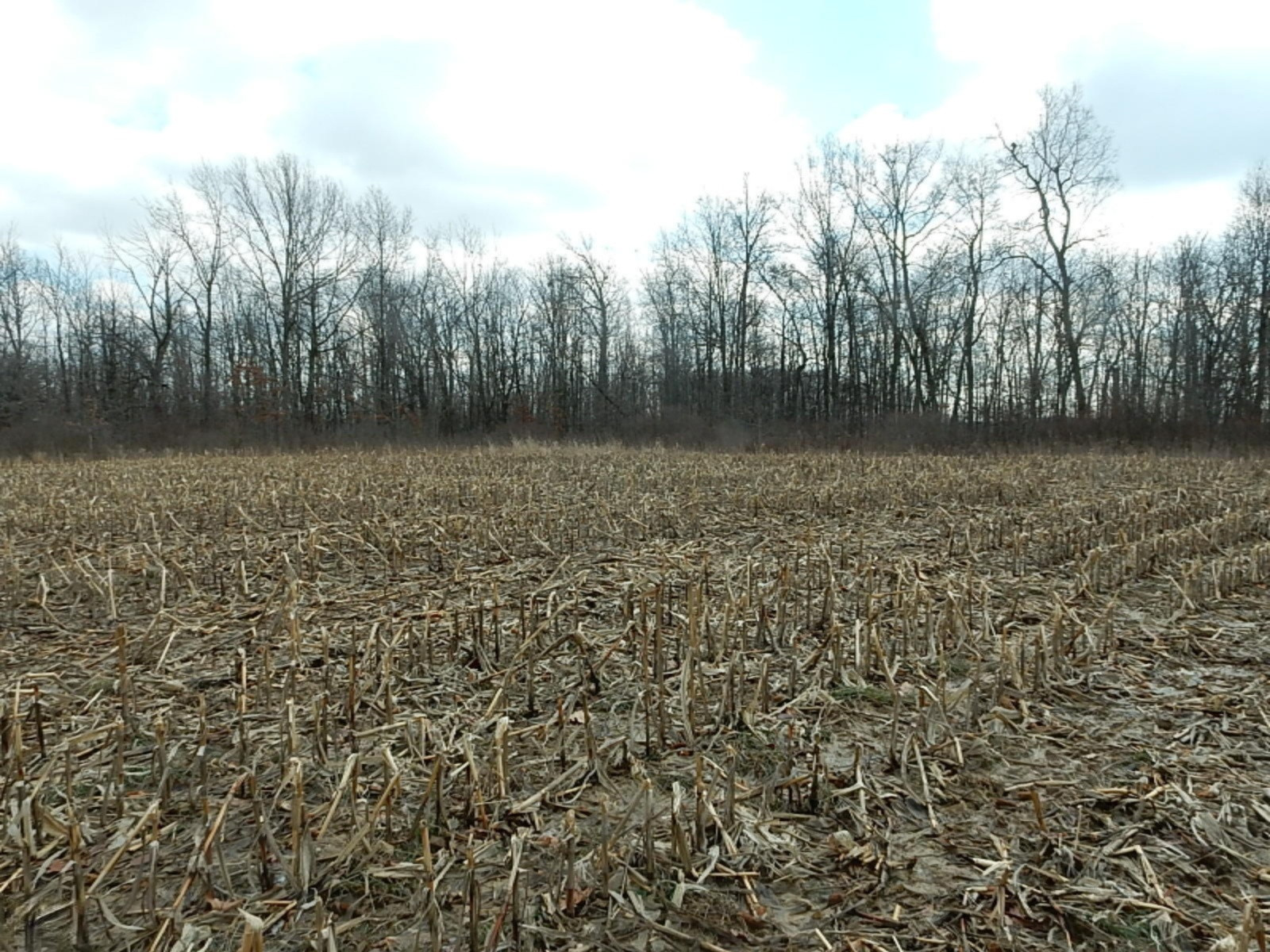 7640 Nickleplate Road Muir, MI 48860 - Photo 40 of 41 Wood line