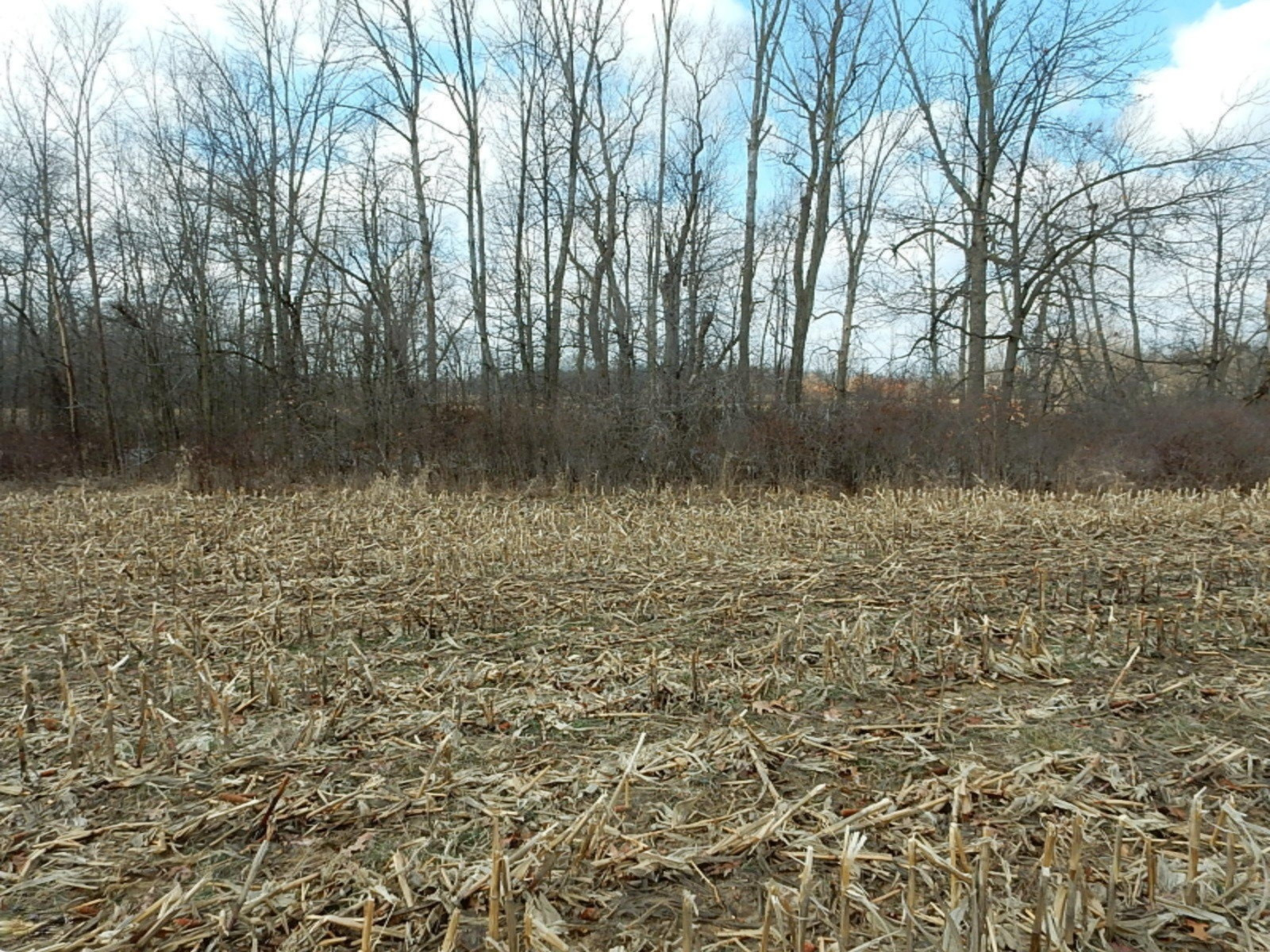 7640 Nickleplate Road Muir, MI 48860 - Photo 41 of 41 Wood line