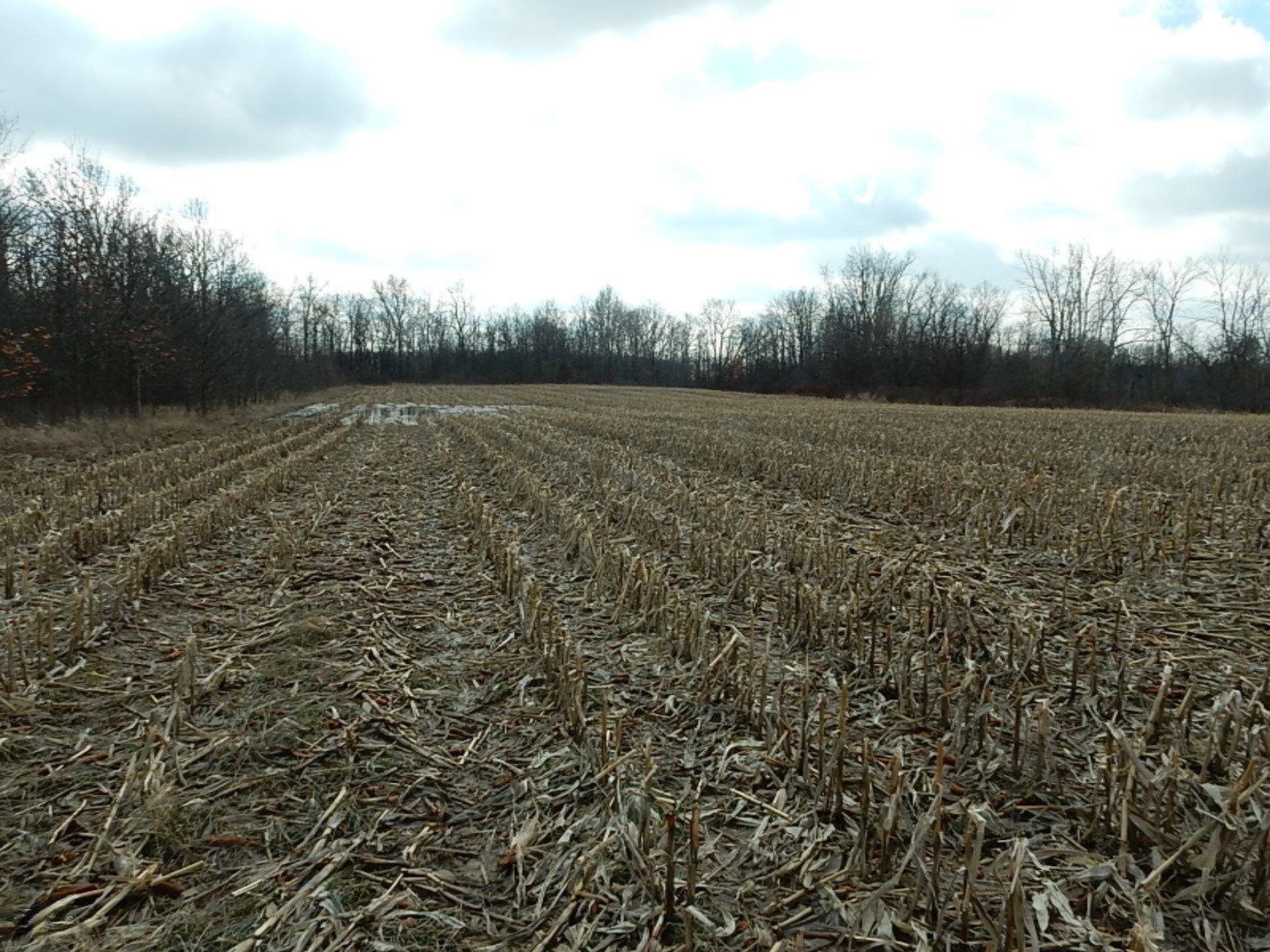 7640 Nickleplate Road Muir, MI 48860 - Photo 6 of 41 Back field