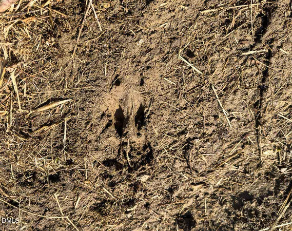a view of a lake with lots of trees
