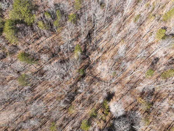 a view of under tree