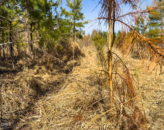 a view of a dry yard