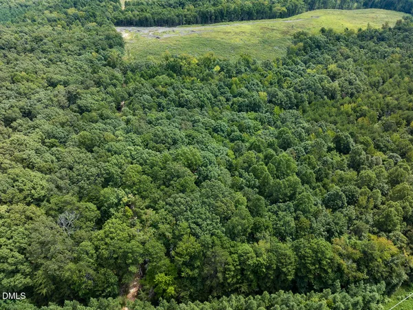 a view of a forest that has a tree