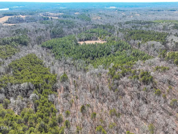 a view of a big yard with plants and large trees