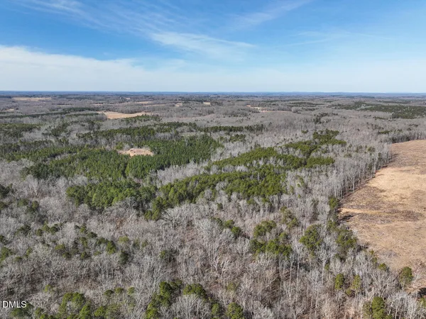 a view of a lush green forest
