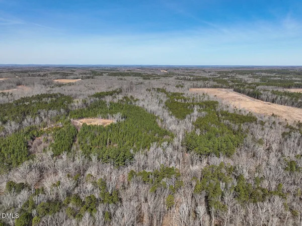 a view of a lush green forest