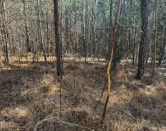 a view of plant in middle of the green field