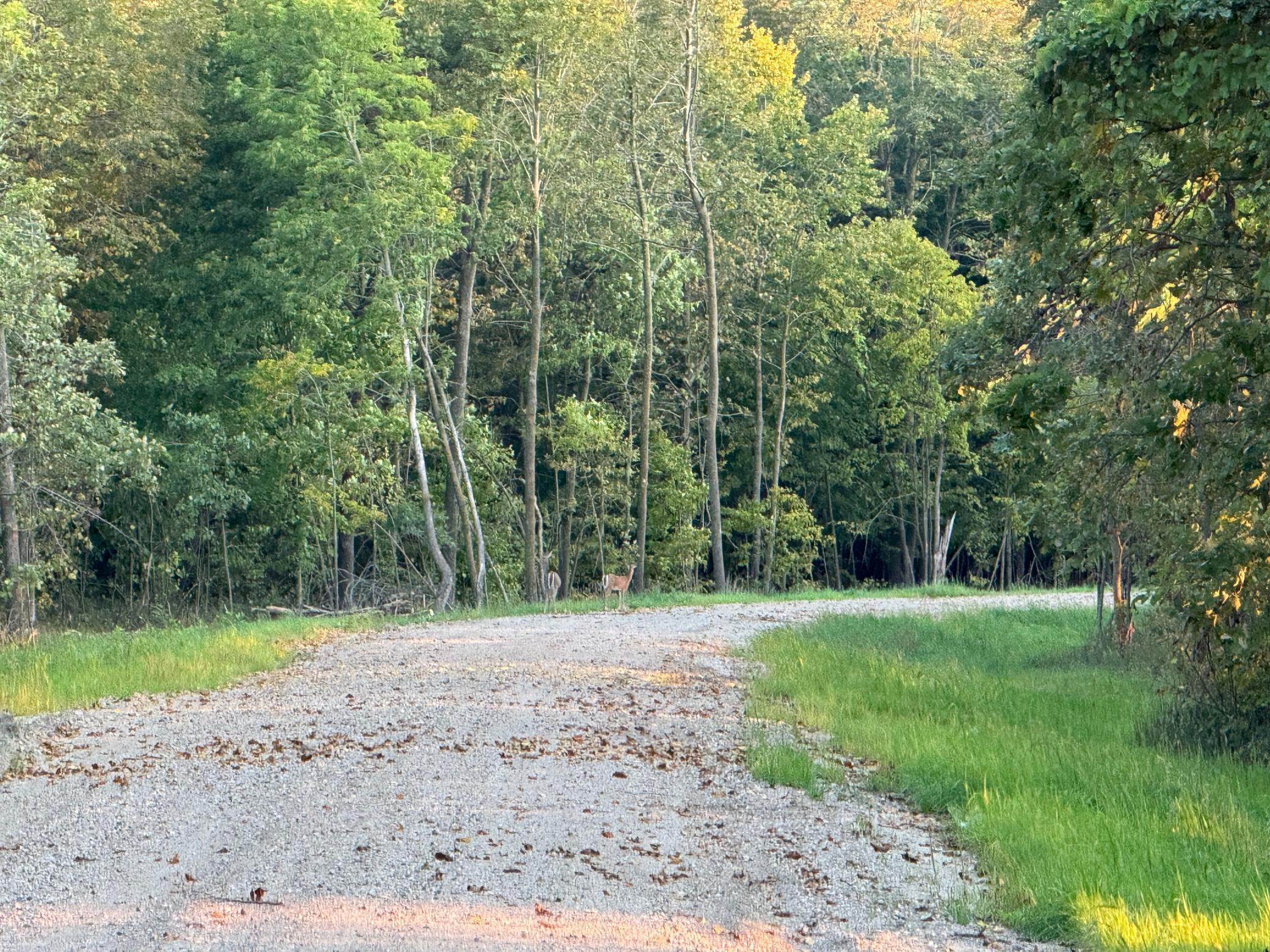 Lot 5-24612 Northeast Rock Lake Road Rochert, MN 56578 - Photo 11 of 41