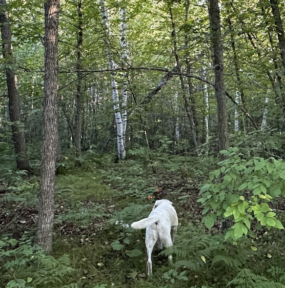 Lot 5-24612 Northeast Rock Lake Road Rochert, MN 56578 - Photo 8 of 41