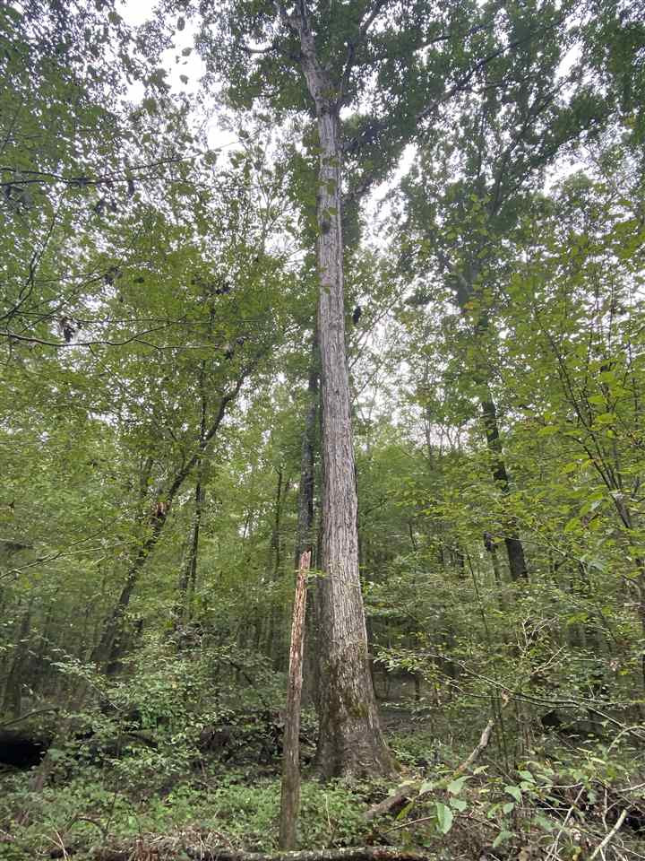 0 Myers Road Florence, MS 39073 - Photo 29 of 50 Photo 29