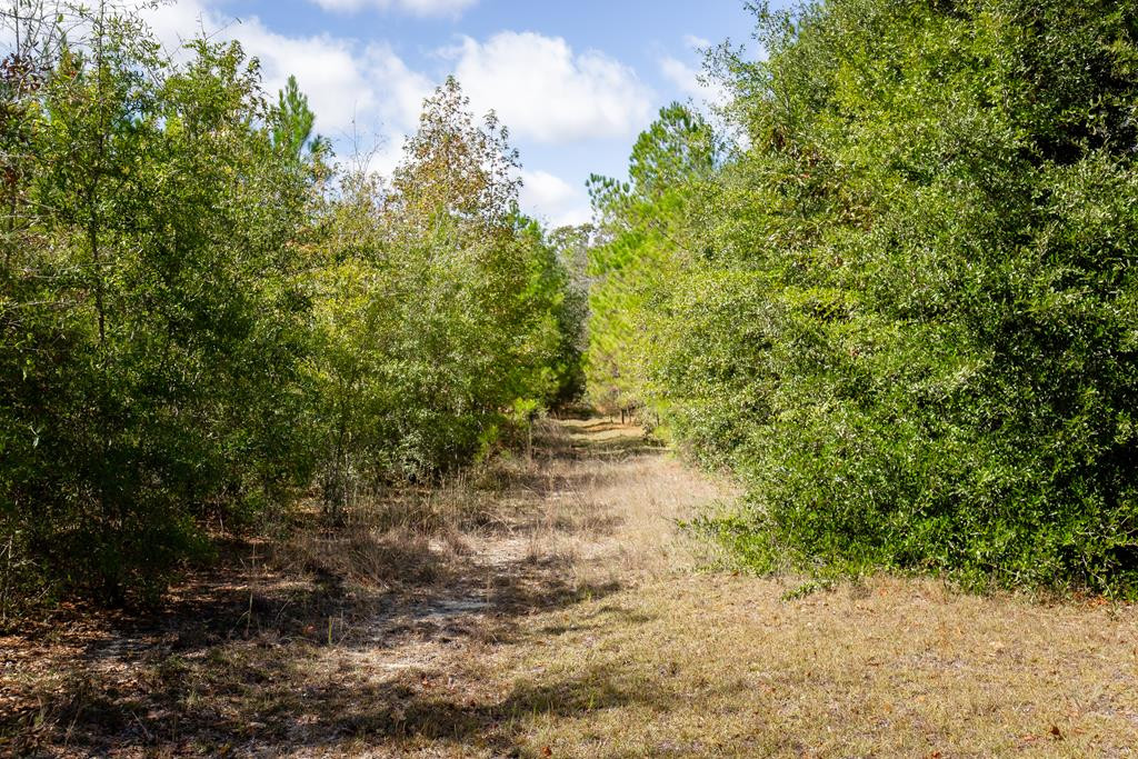 184 Homeplace Road Neeses, SC 29107 - Photo 28 of 39