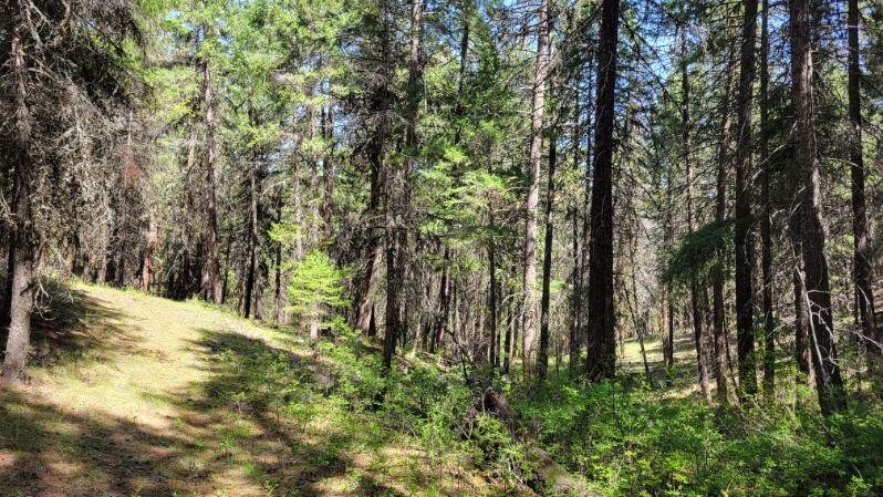 1315 Lofton Creek Road Prineville, OR 97754 - Photo 50 of 61 image000005 (3)