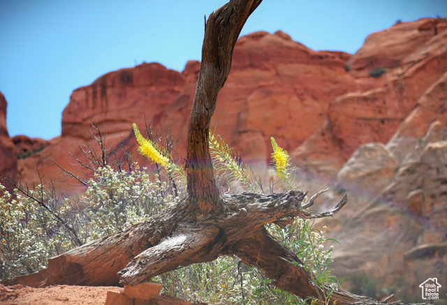 213 South 975 West, Unit 4 Torrey, UT 84775 - Photo 30 of 34 Blooming Prince's Plume in Capitol Reef National Park