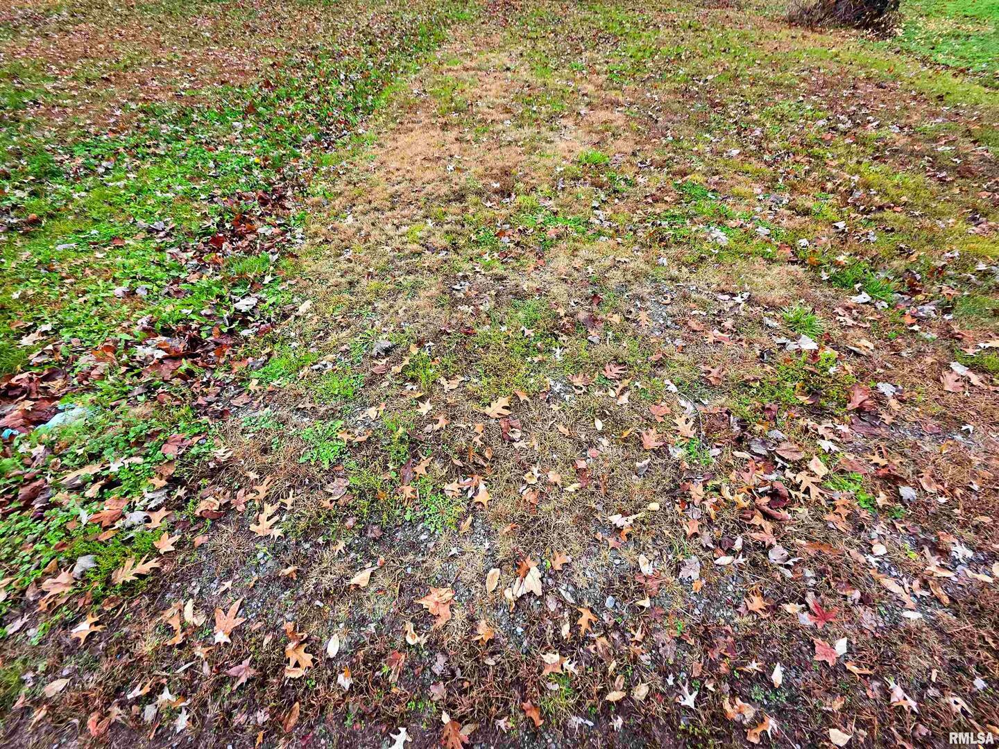 101 Watkins Street Cisne, IL 62823 - Photo 3 of 8 a view of a tree