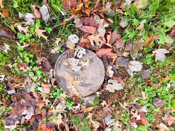 a view of a tree with a plant