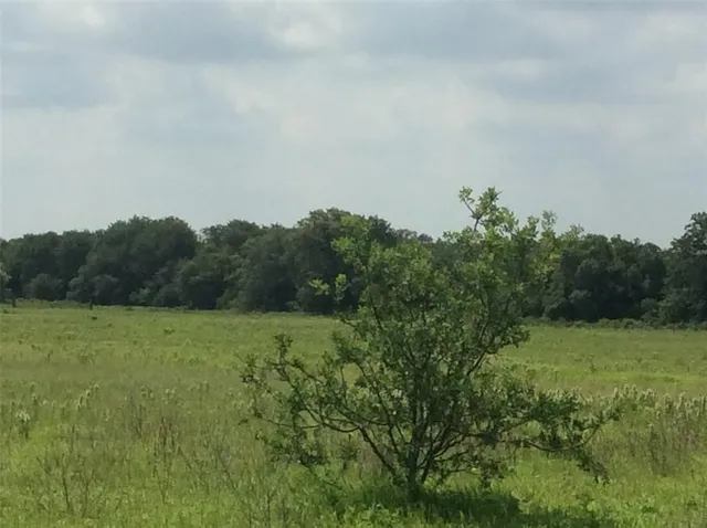 a view of a field of grass and trees