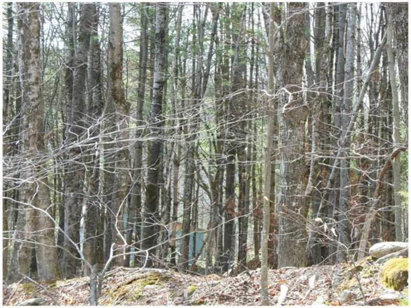 380-408 Finson Road St. Albans, ME 04971 - Photo 32 of 35 Other. Camp tucked in the woods...