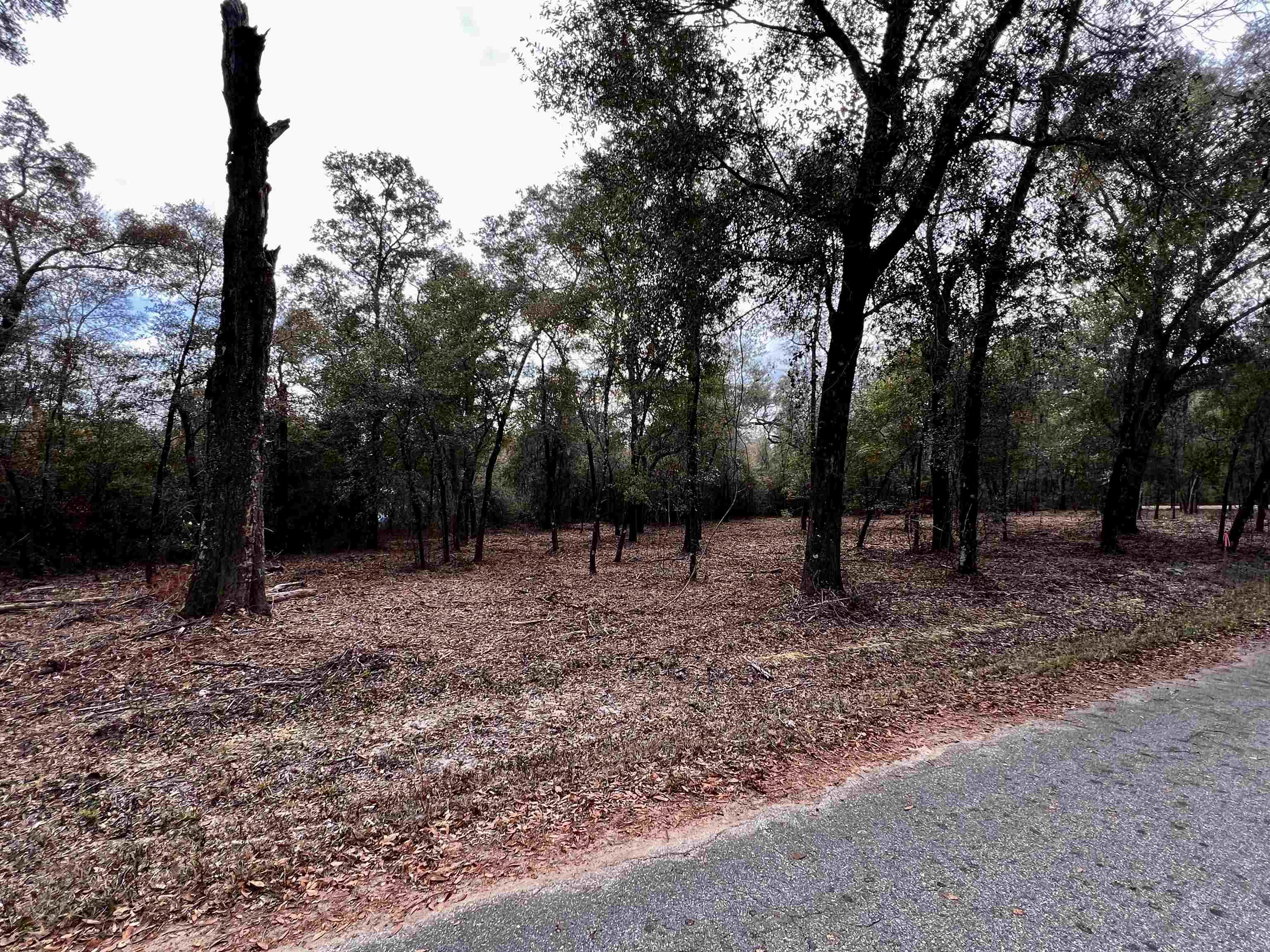 Xx Xx Mccall Bridge Rd Lake Quincy, FL 32351 - Photo 3 of 4