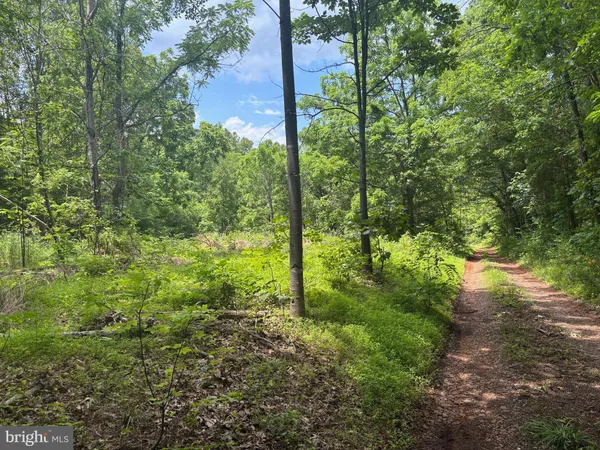 a view of a yard with lots of trees