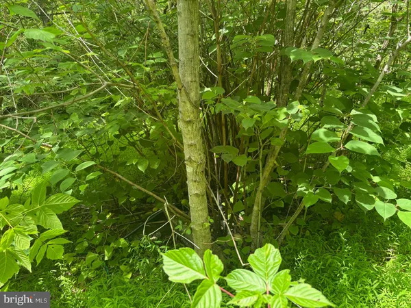 a view of a garden with plants