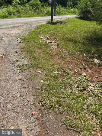 a view of a forest that has large trees