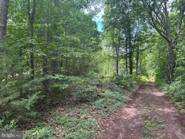 a view of a forest with trees in the background