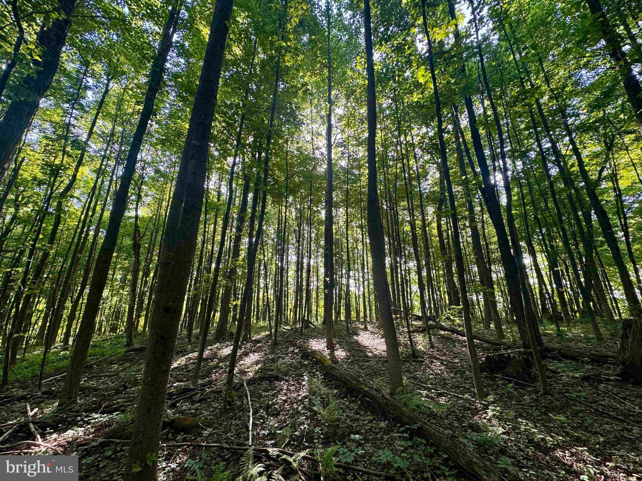 Tbd Calvert Shaver Road Rowlesburg, WV 26425 - Photo 23 of 39