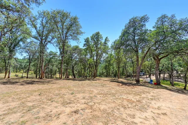 a view of a lush green forest with a mountain in the background