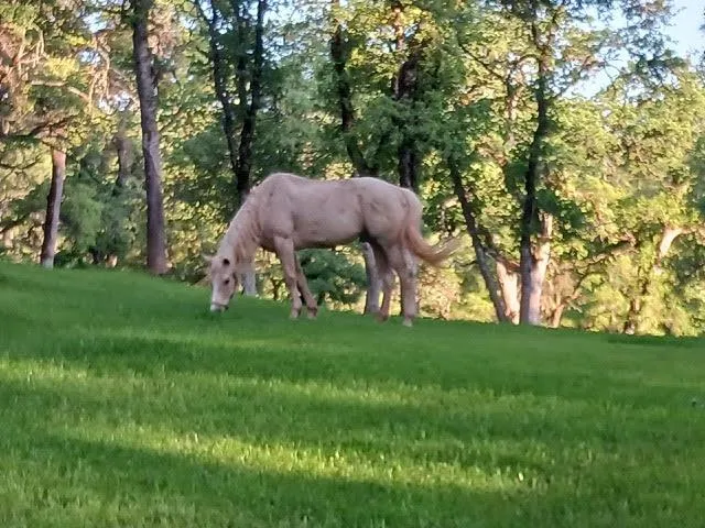 a view of a yard with furniture