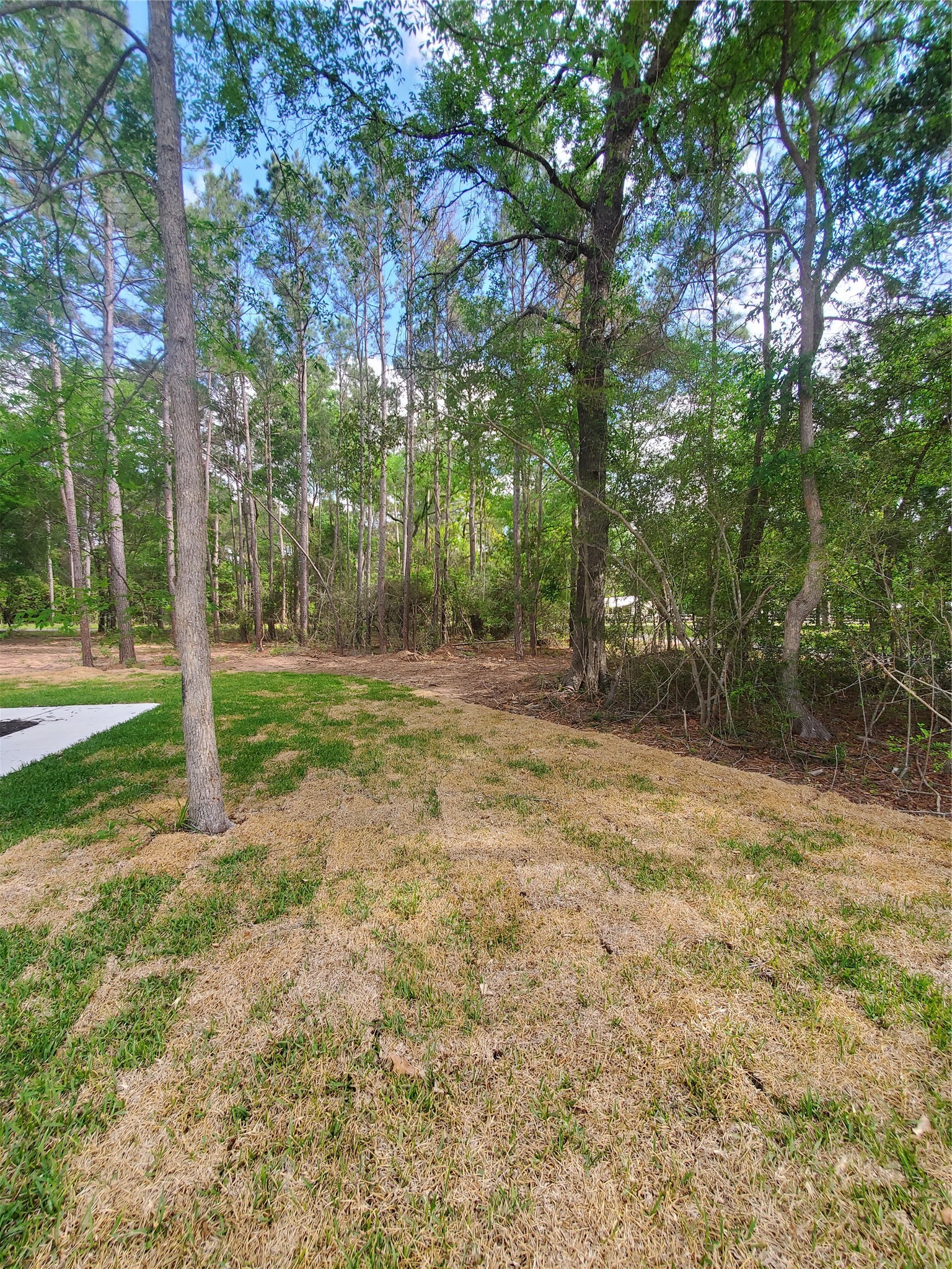 24647 Oak Creek Road Hockley, TX 77447 - Photo 47 of 47 a view of a tree in a yard