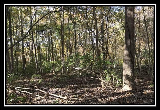 1476 Whetstone Road Bainbridge, OH 45612 - Photo 24 of 37 image024