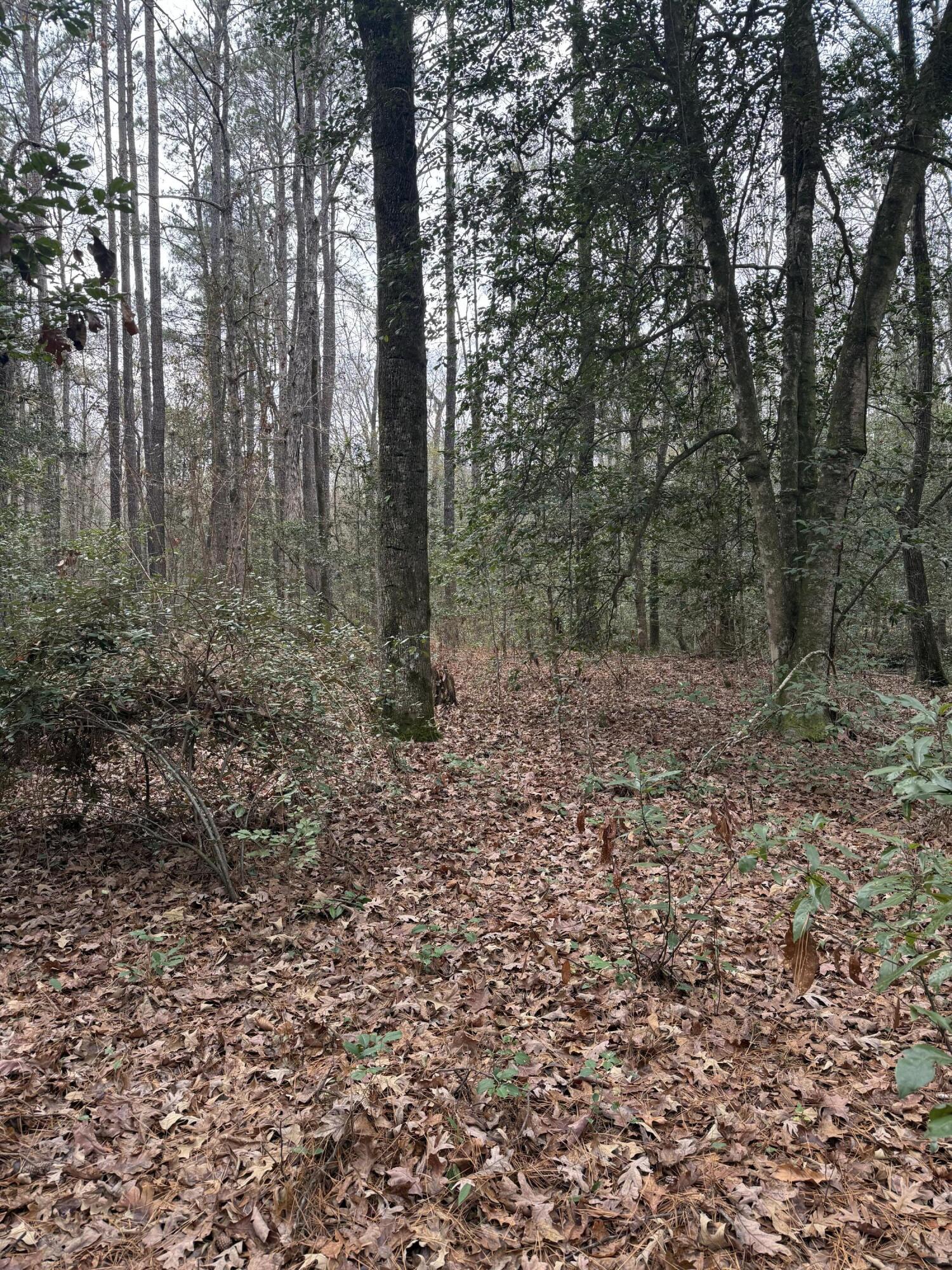 675 Vaughns Mill Pond Road Camden, SC 29020 - Photo 4 of 8 IMG_2887