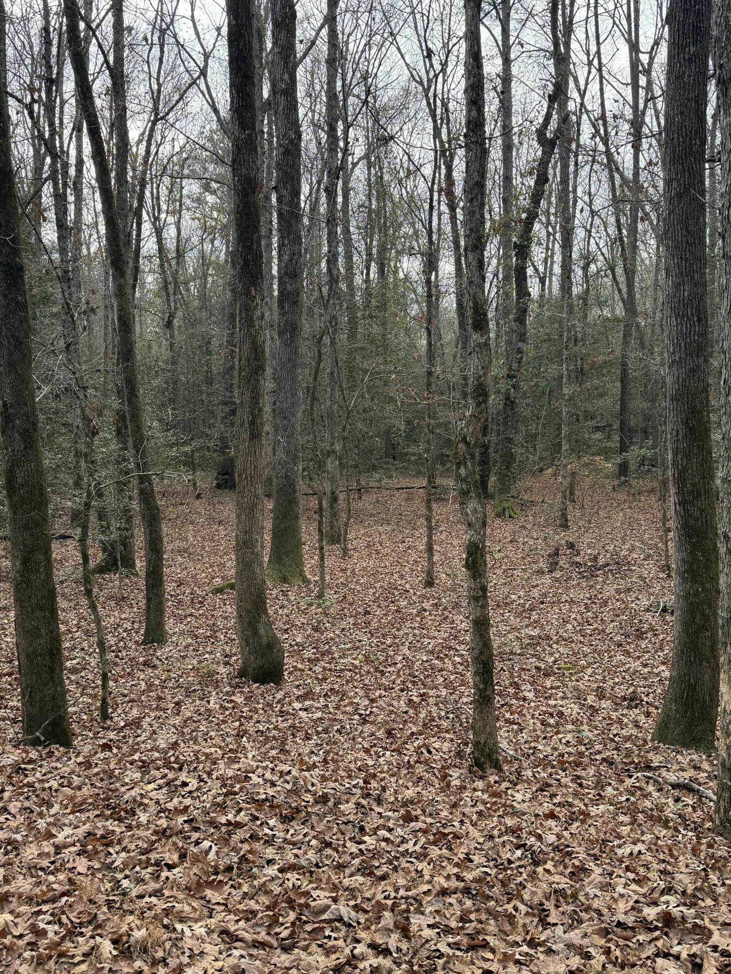 675 Vaughns Mill Pond Road Camden, SC 29020 - Photo 6 of 8 IMG_2896