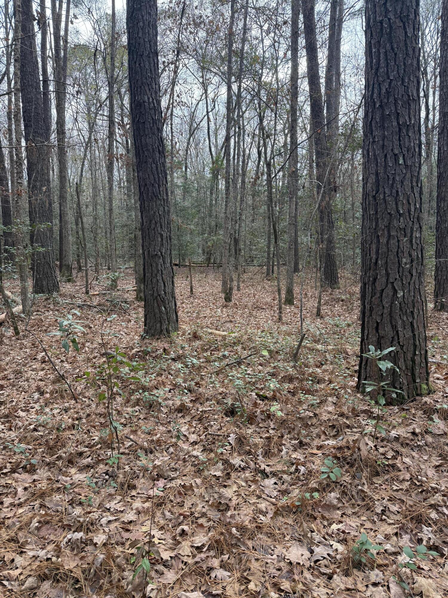 675 Vaughns Mill Pond Road Camden, SC 29020 - Photo 7 of 8 IMG_2894