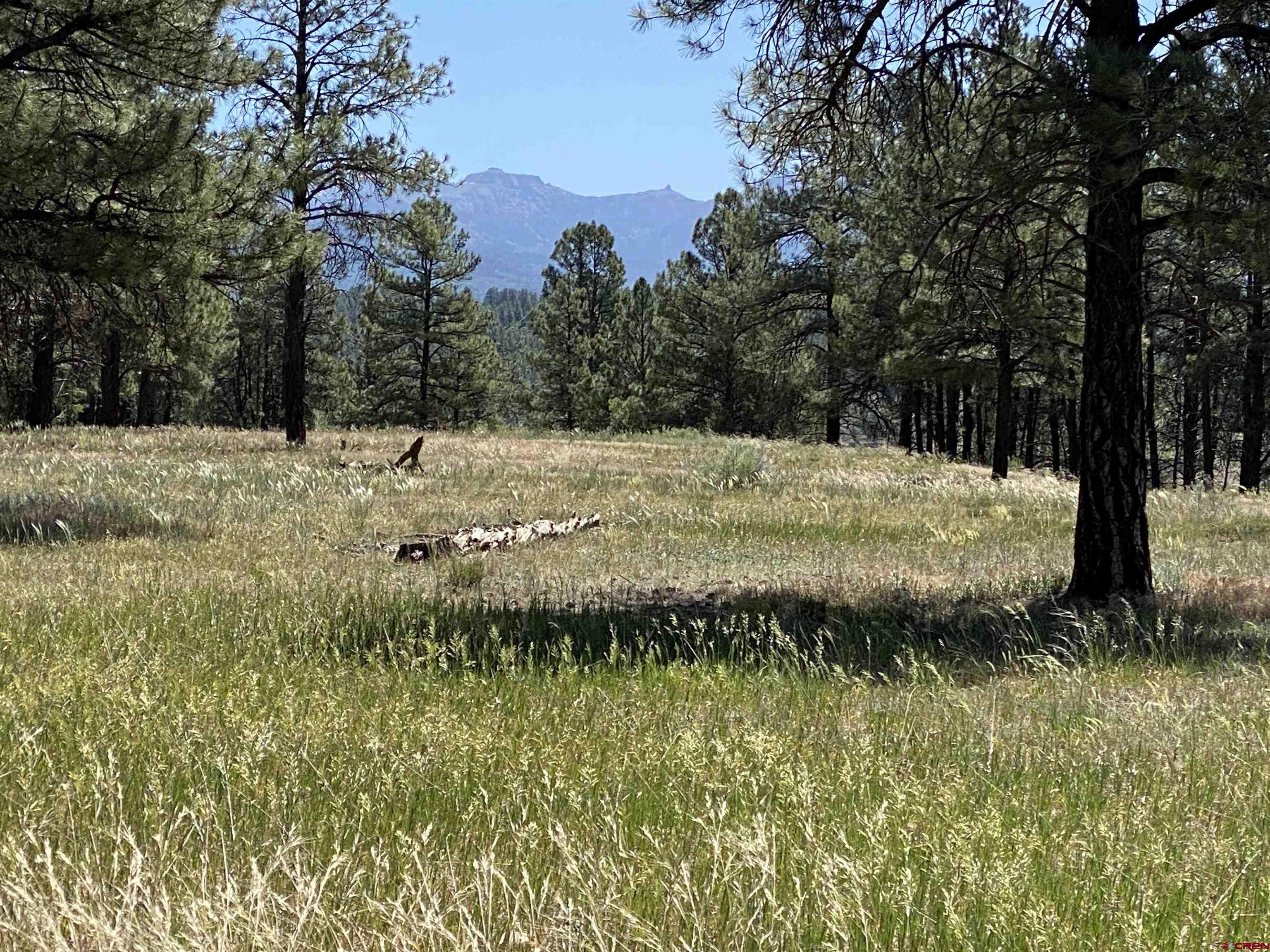 X Rumbaugh Road Pagosa Springs, CO 81147 - Photo 14 of 21 a view of a dry yard covered with trees