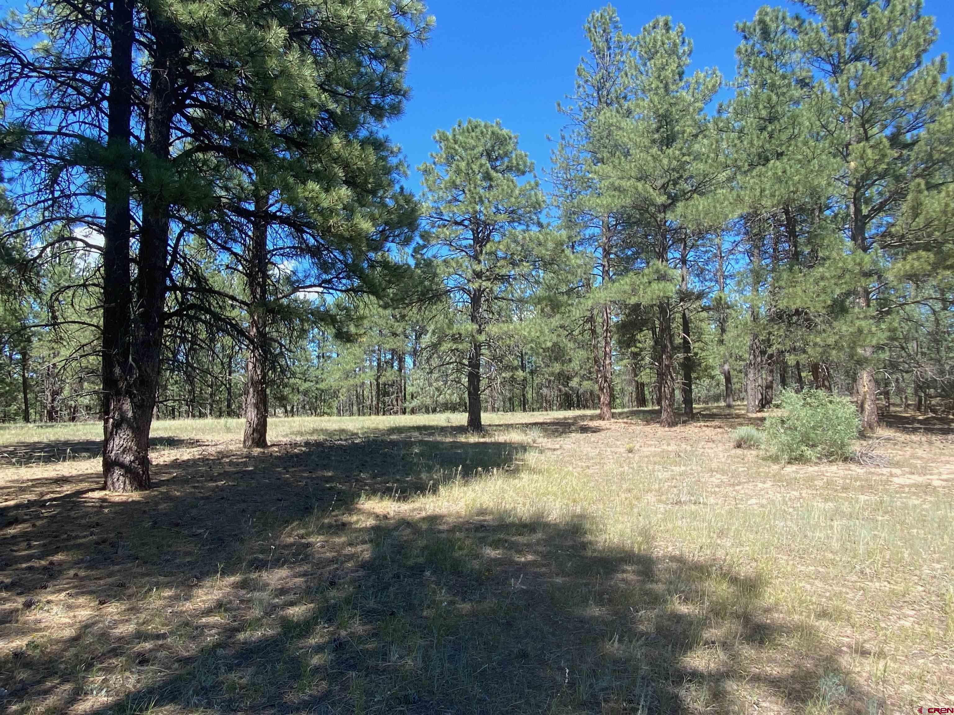 X Rumbaugh Road Pagosa Springs, CO 81147 - Photo 17 of 21 a view of a tree with a yard