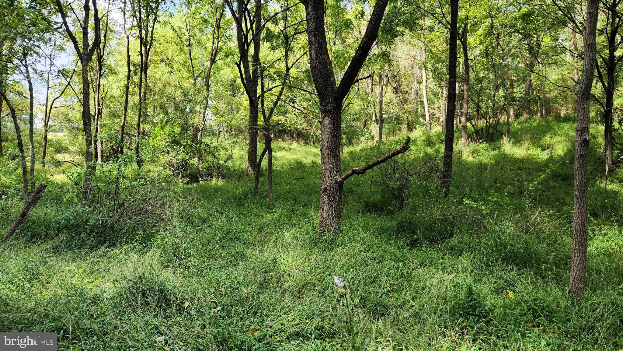 0 Green Point School Road Jonestown, PA 17038 - Photo 3 of 3 wooded