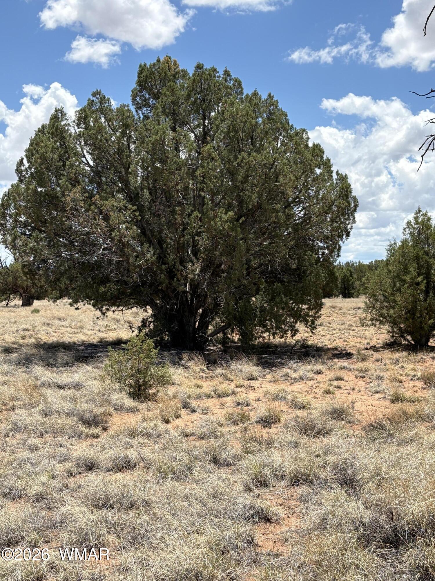 22 County Road Concho, AZ 85924 - Photo 2 of 7 a view of a yard covered in snow