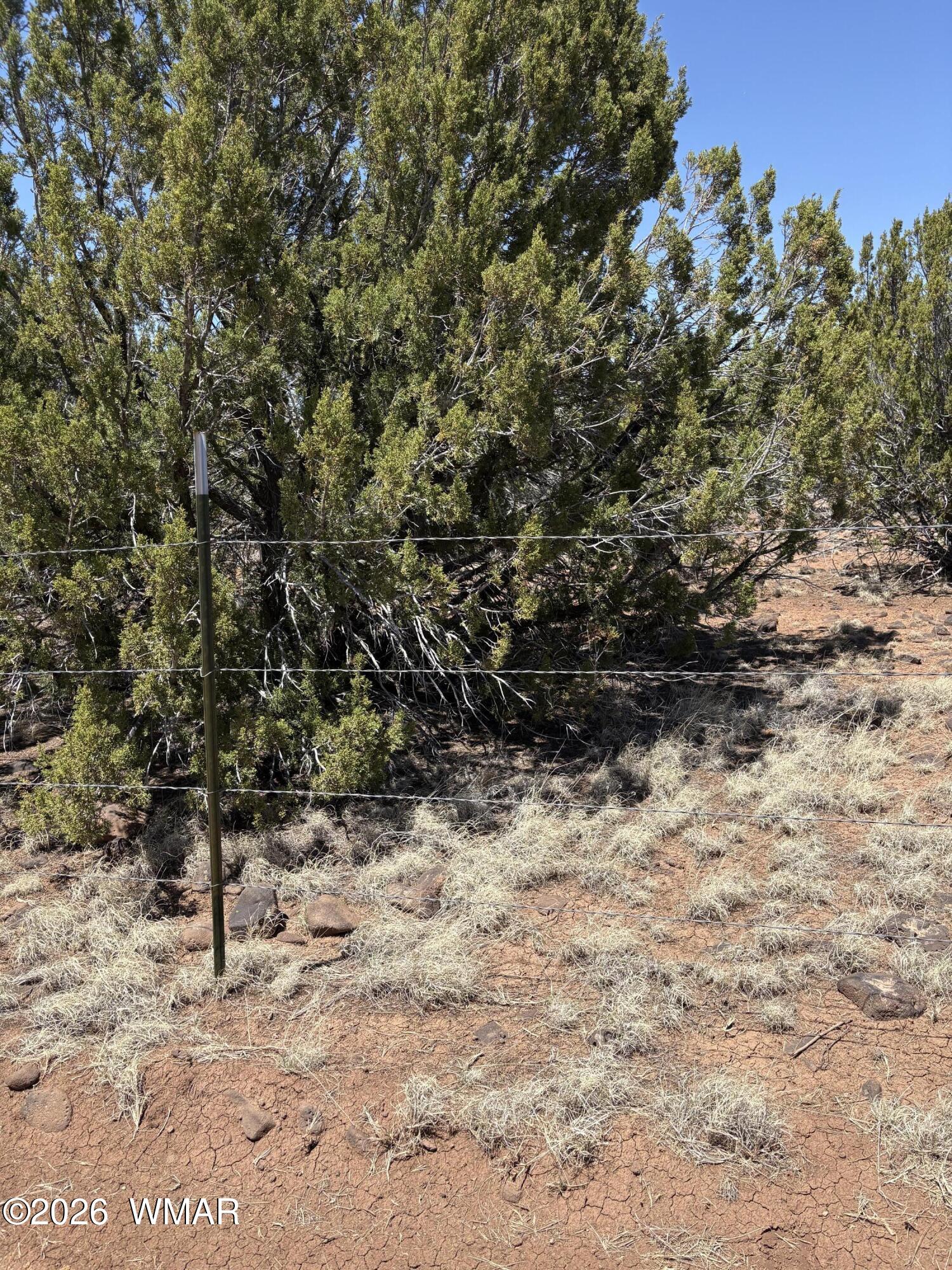 22 County Road Concho, AZ 85924 - Photo 4 of 7 a view of a yard with a tree